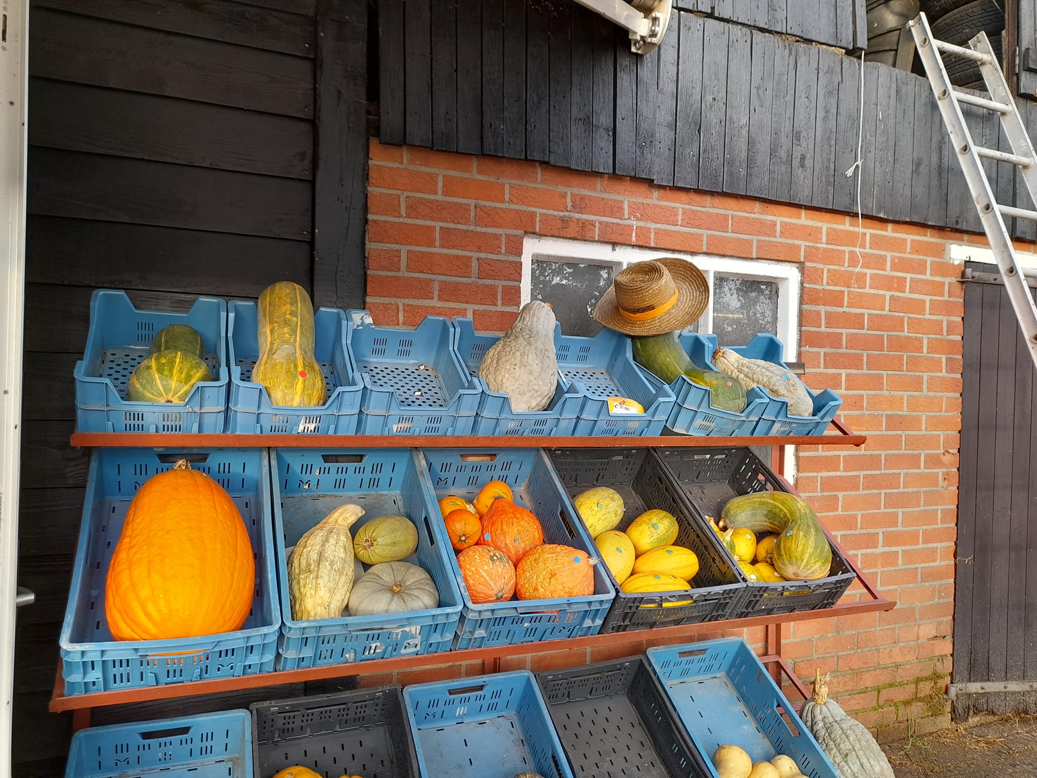Laatste pompoenen in Lintelo bij Boerderijwinkel Lensink Aardappelen Aalten